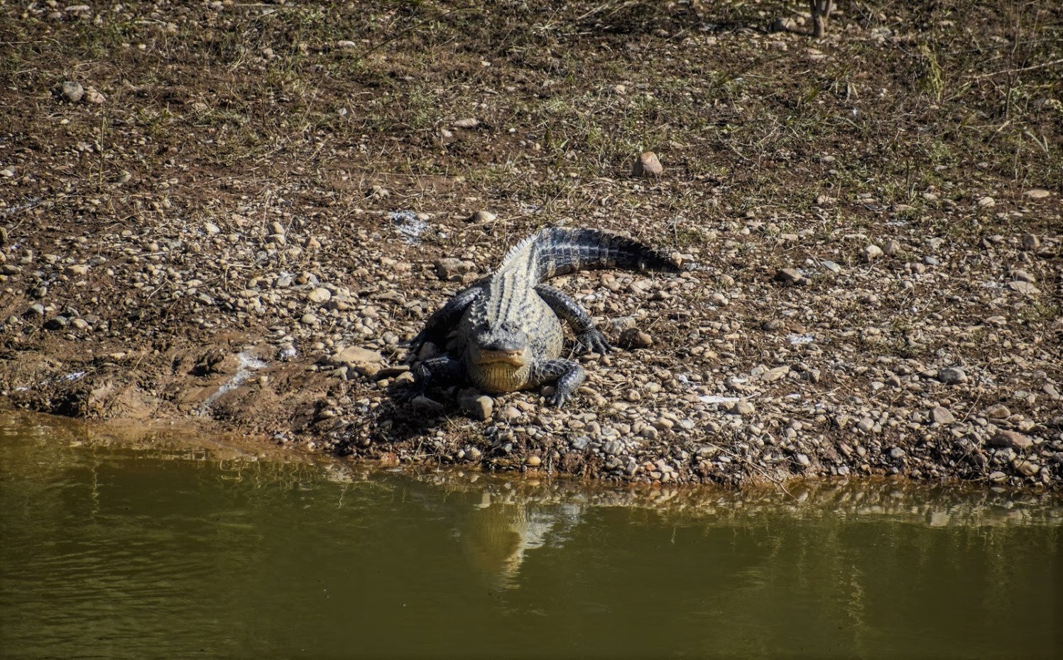 a large alligator suns on the bank facing the water